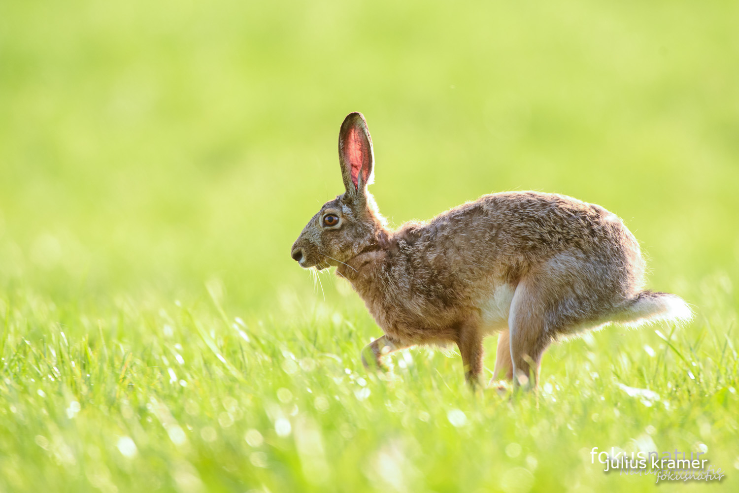 Feldhase (Lepus europaeus)