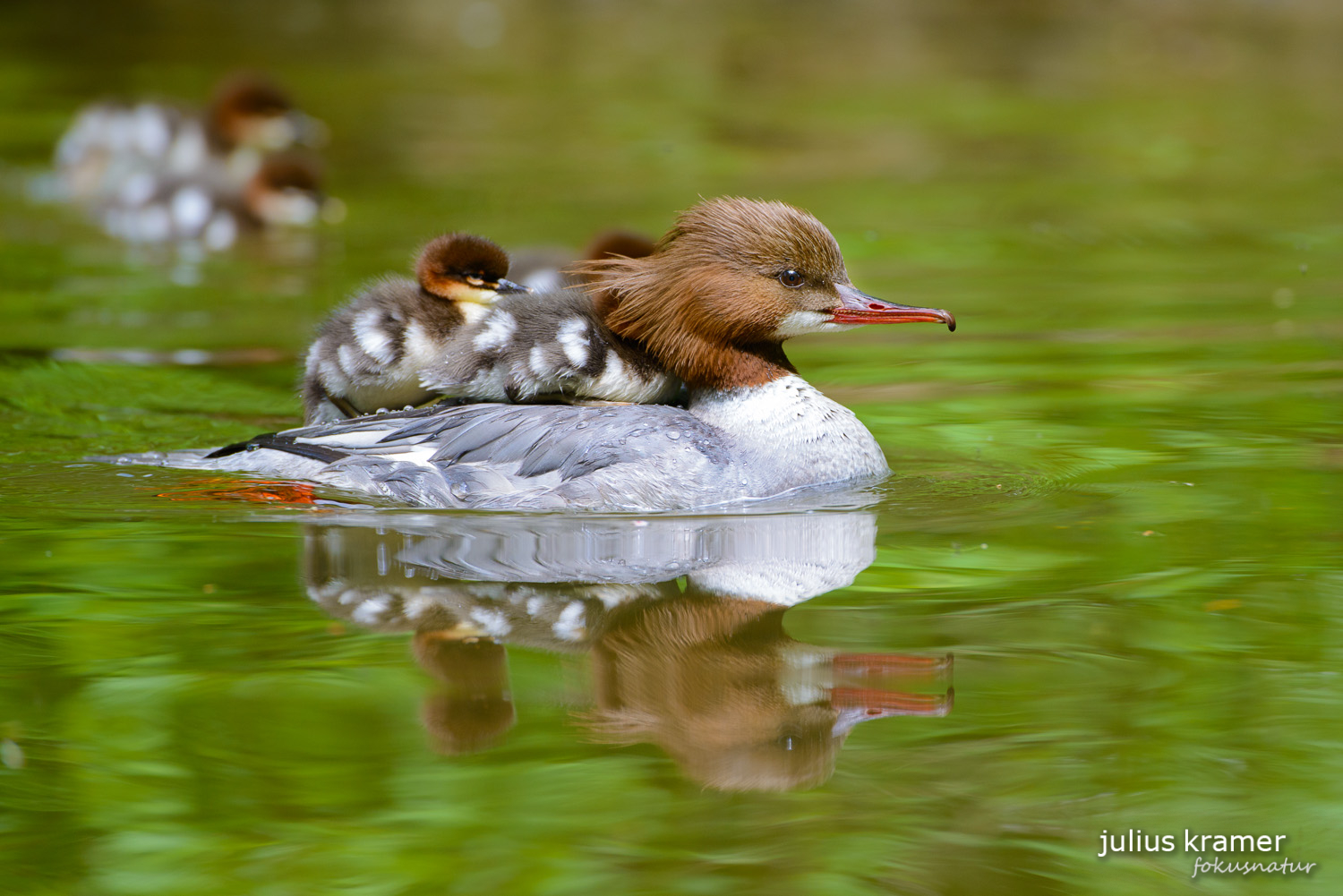 Gänsesäger (Mergus merganser)