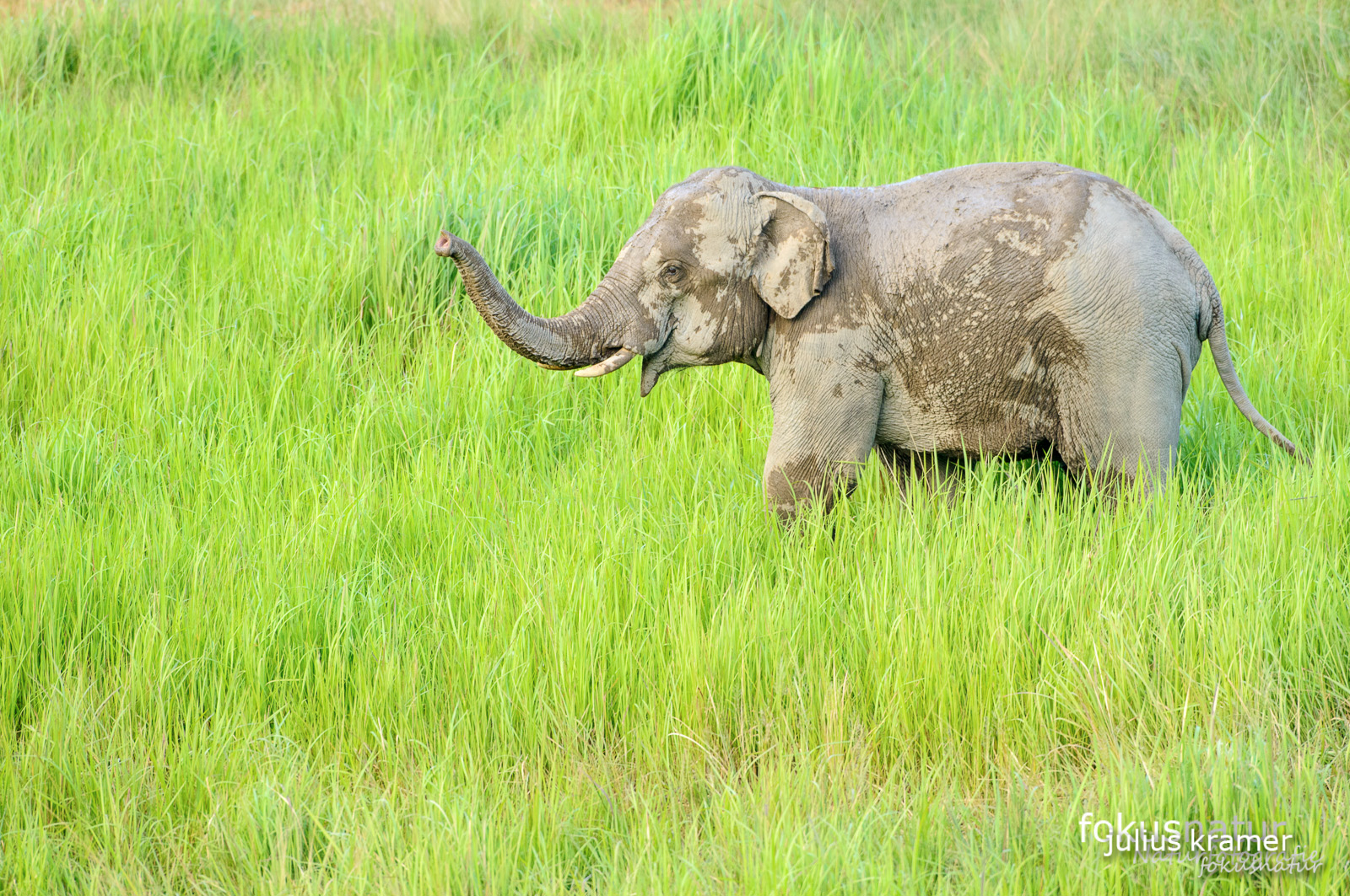 Asiatischer Elefant (Elephas maximus)