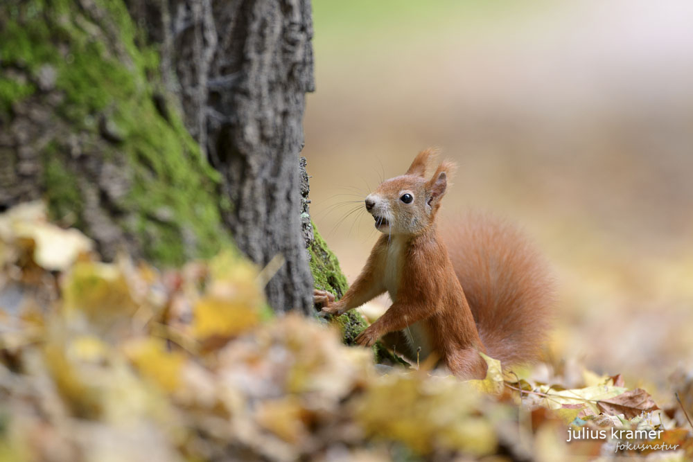 Eichhörnchen (Sciurus vulgaris)