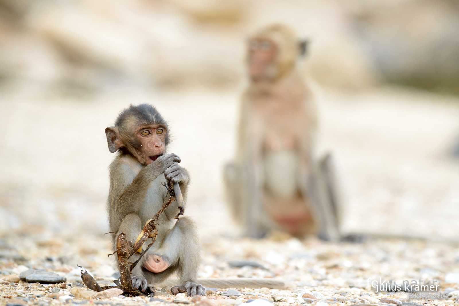 Javaneraffe (Macaca fascicularis)