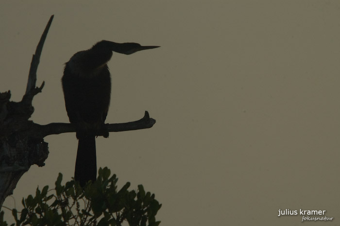 Amerikanischer Schlangenhalsvogel (Anhinga anhinga)