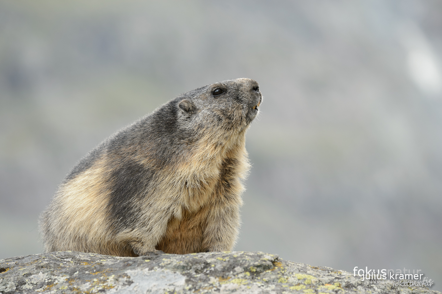 Murmeltier (Marmota marmota)