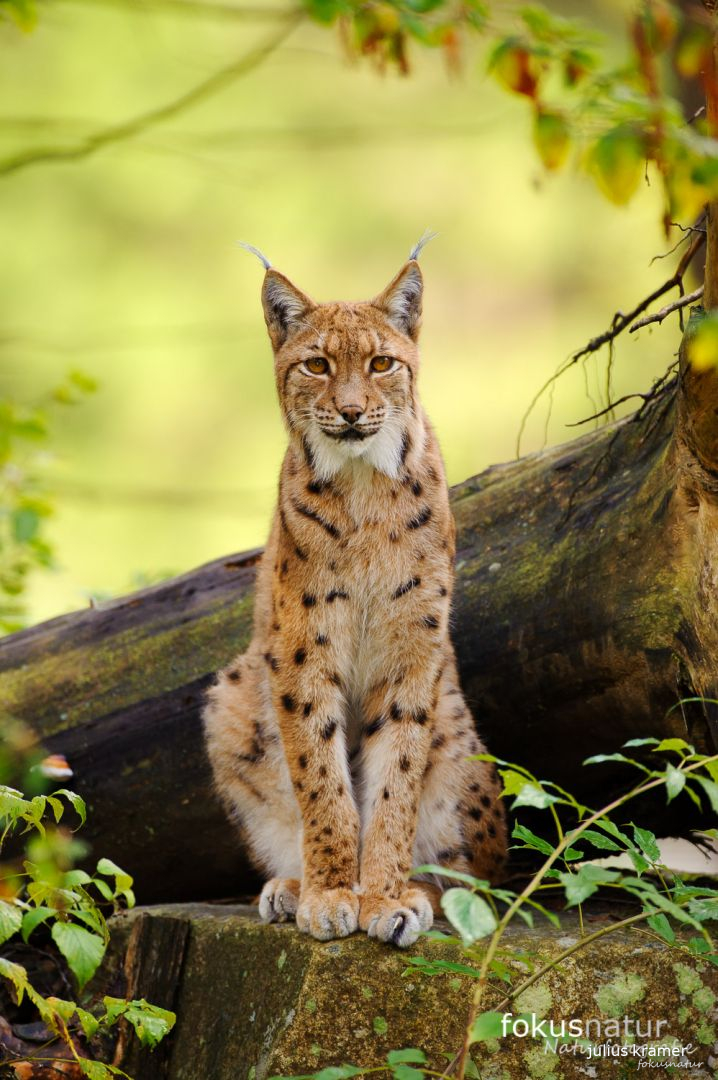 Europäischer Luchs (Lynx lynx)