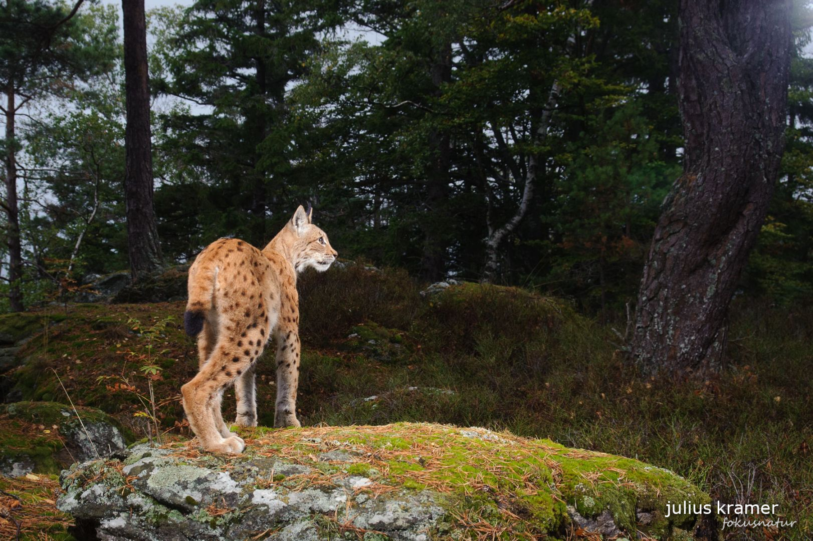 Luchs (Lynx lynx) auf der Kamerafalle