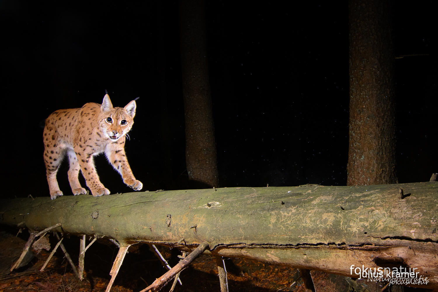 Luchs klettert auf Baumstamm