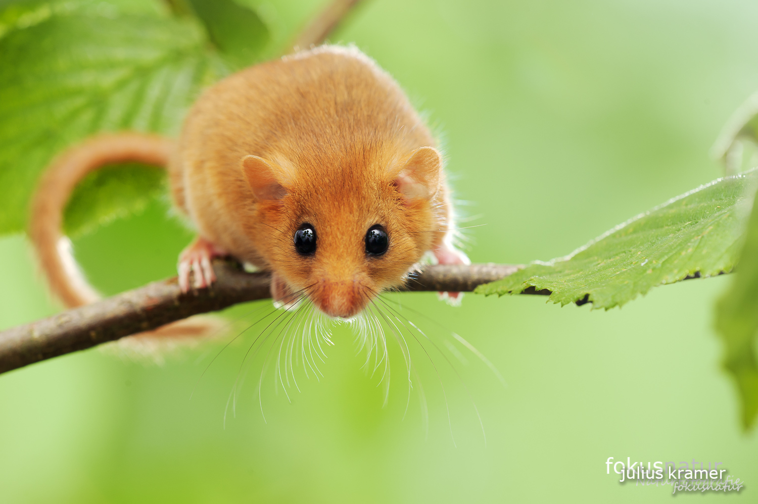 Haselmaus (Muscardinus avellanarius) im Gebüsch