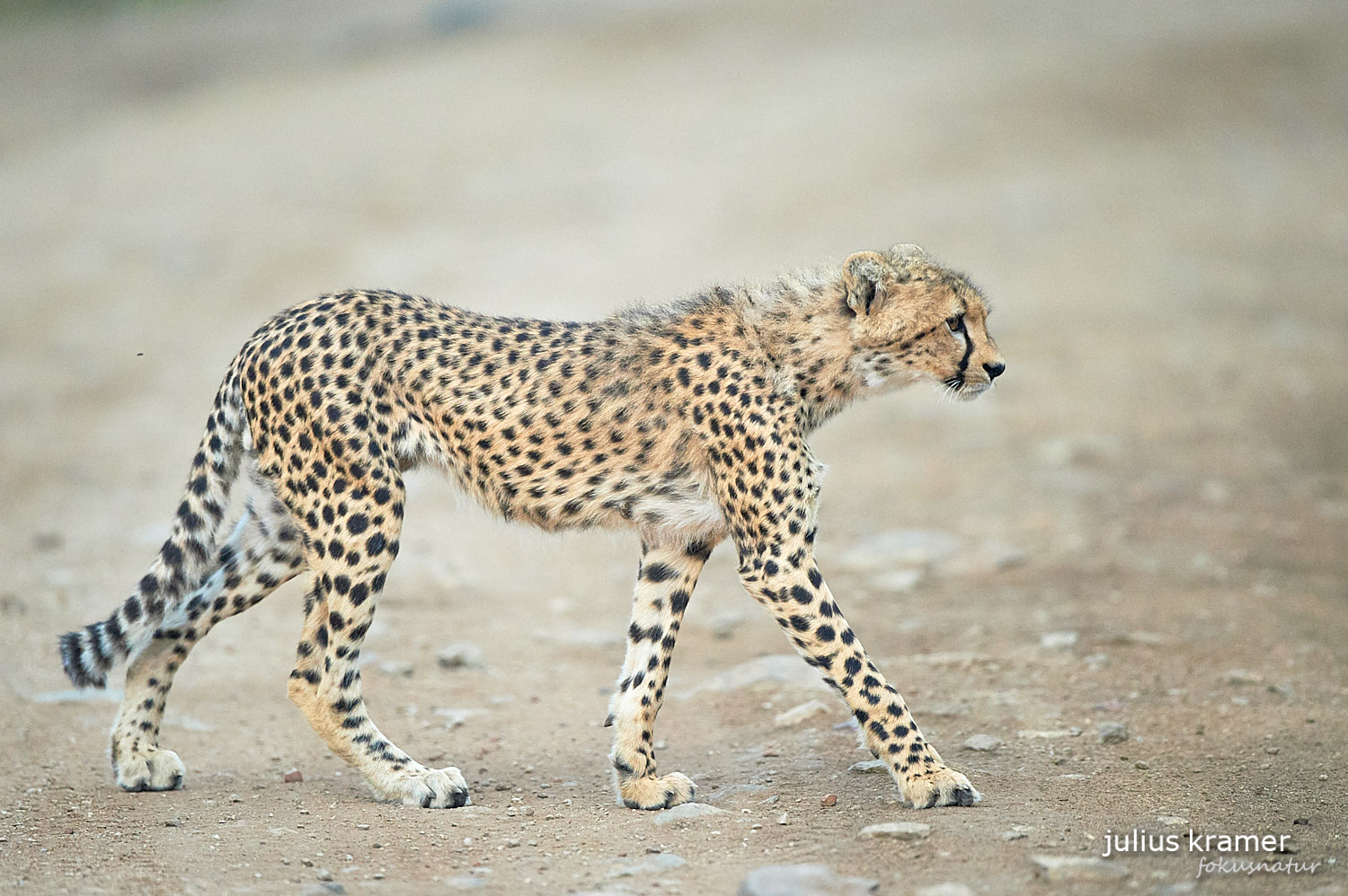 Gepard im Sand