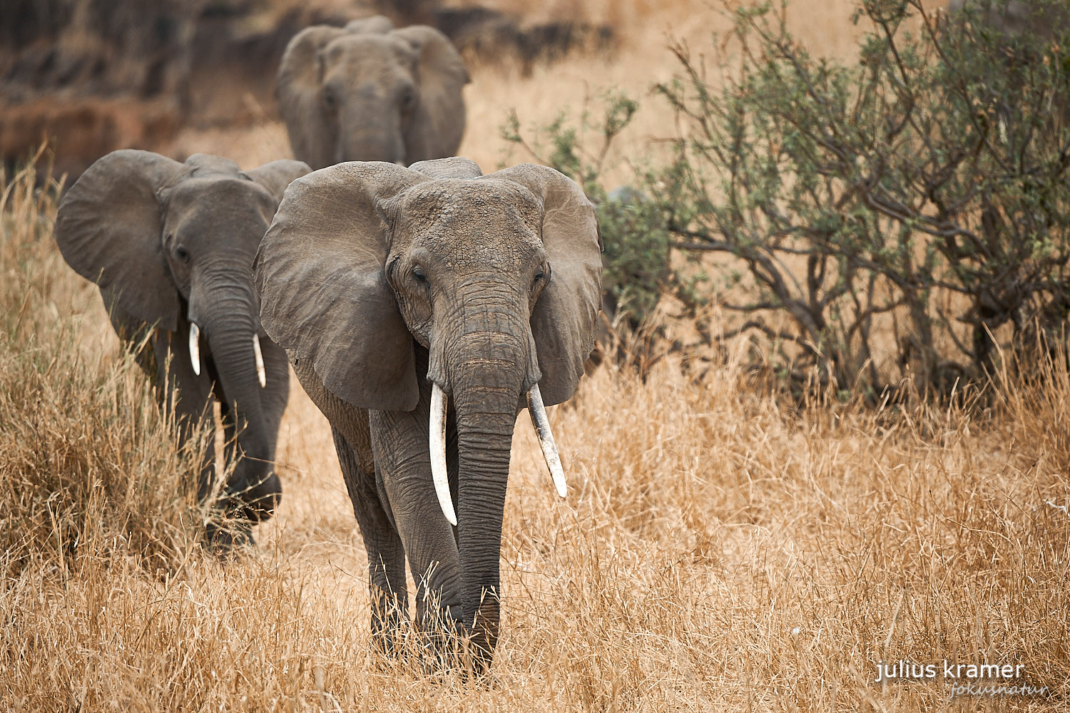 Afrikanischer Elefant (Loxodonta africana)