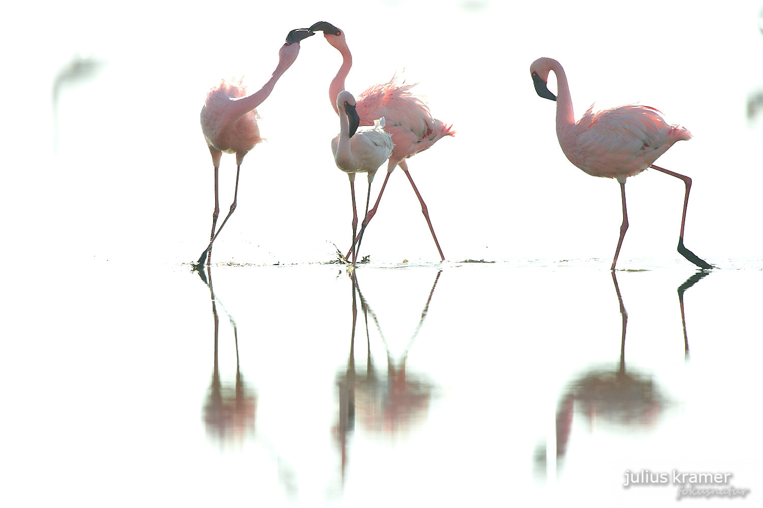 Zwergflamingos am Lake Natron