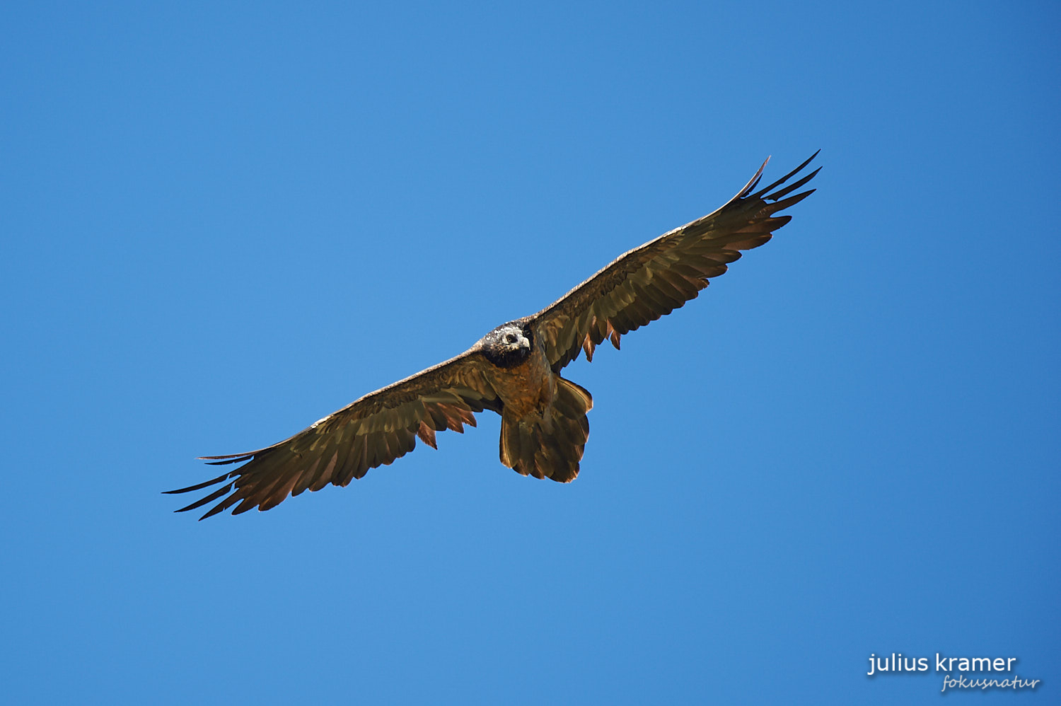 Junger Bartgeier (Gypaetus barbatus