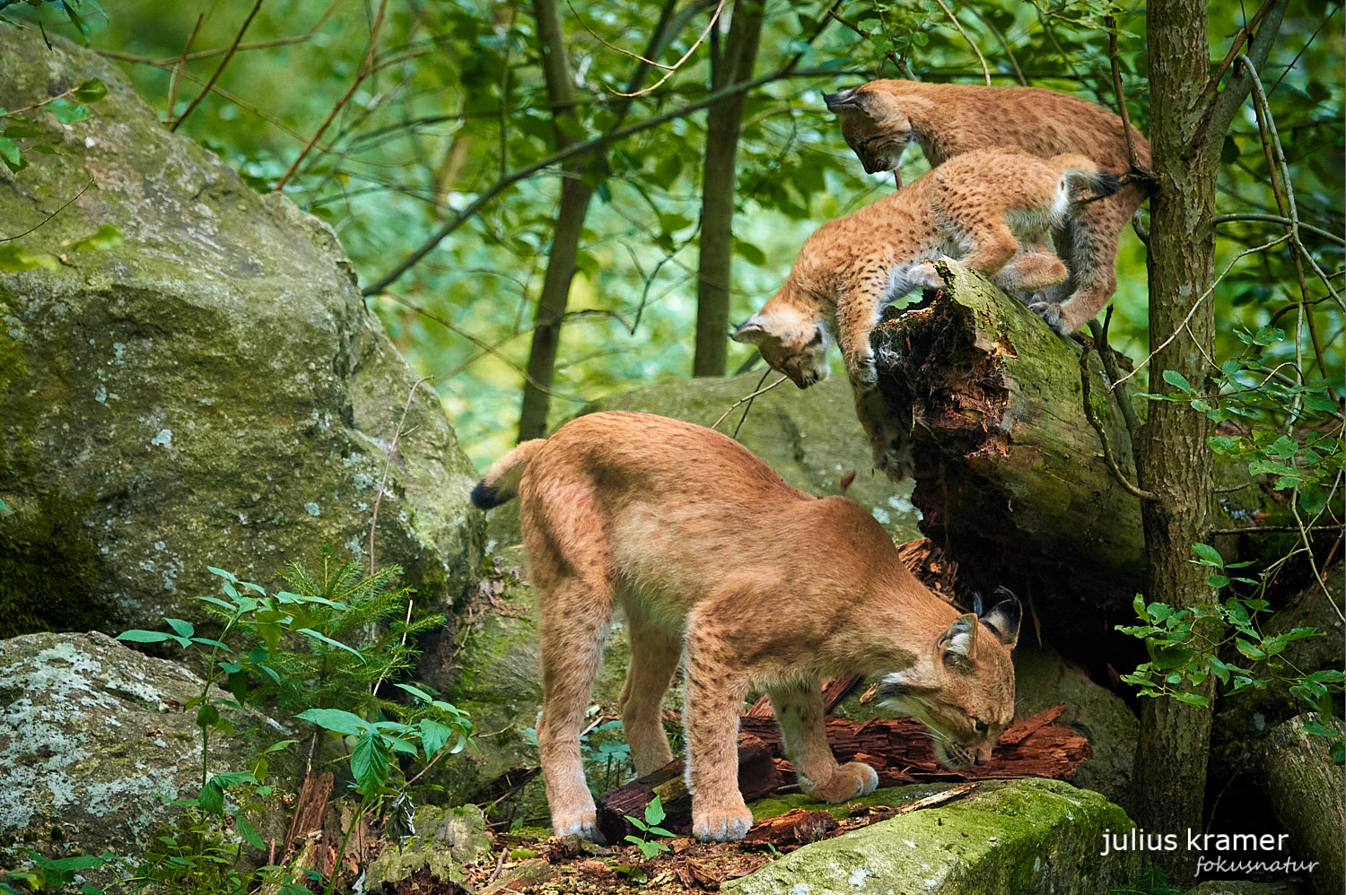 Luchs mit Jungen