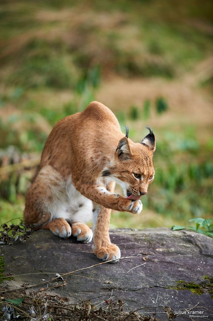 Katzenwäsche beim Luchs