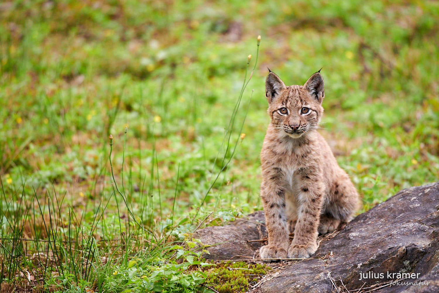 Jungluchs (Lynx lynx)