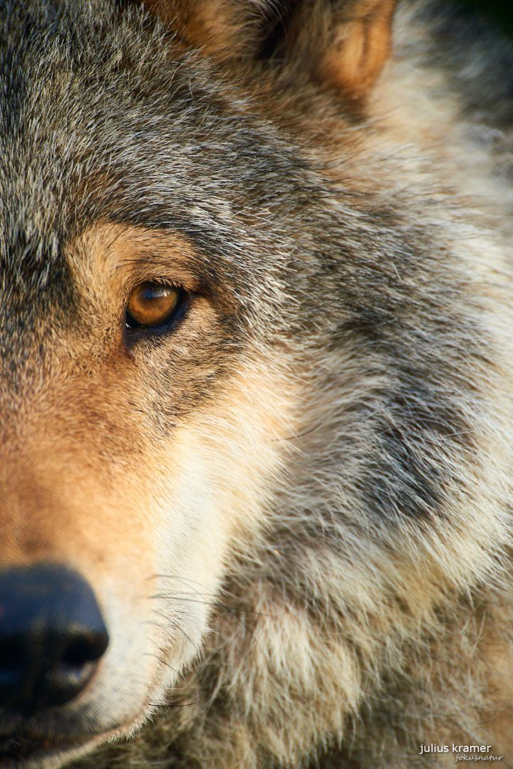 Europäischer Wolf (Canis lupus)