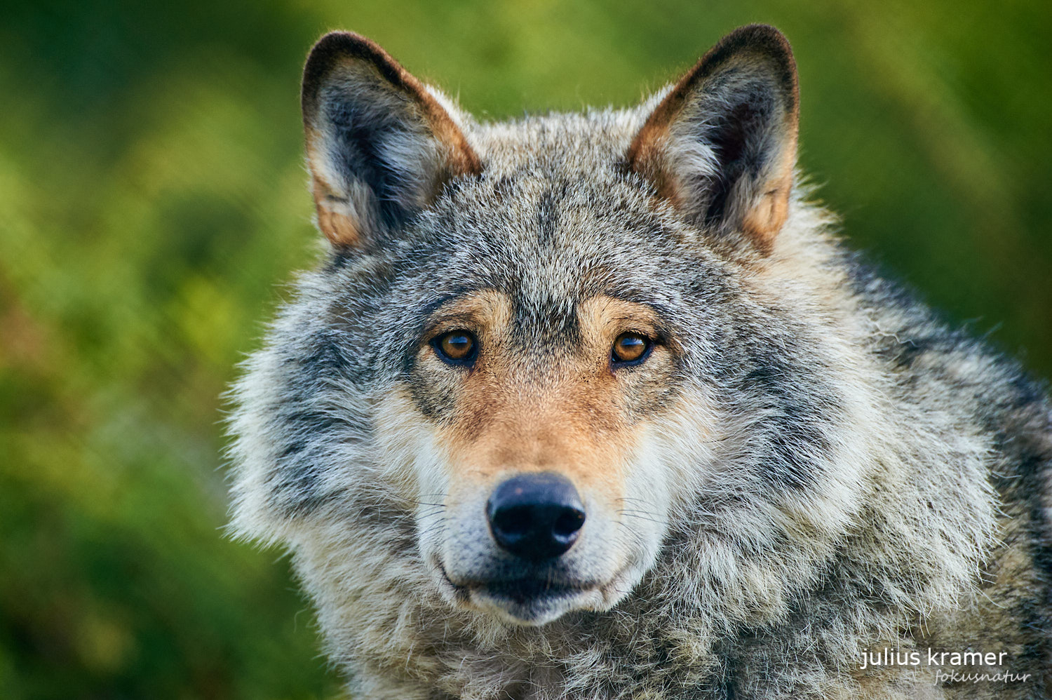 Europäischer Wolf (Canis lupus)