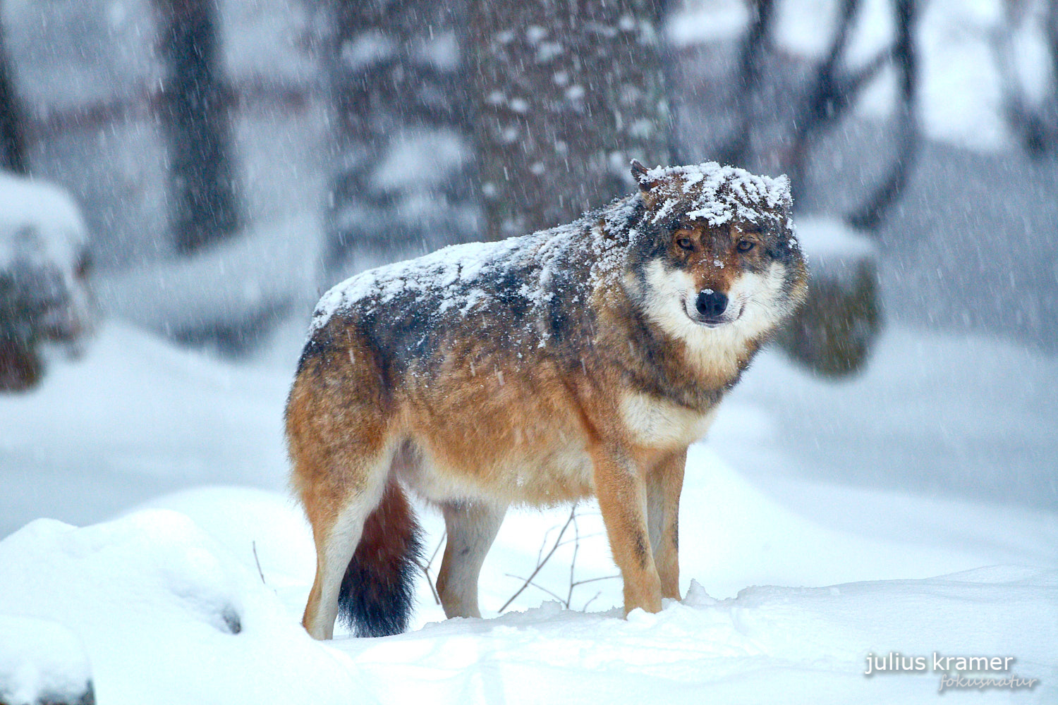 Europäischer Wolf (Canis lupus)