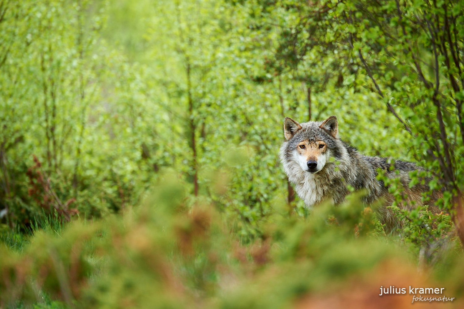 Europäischer Wolf (Canis lupus)