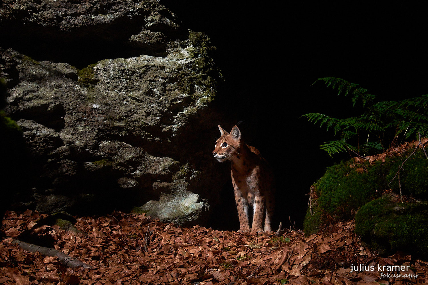 Luchs (Lynx lynx)