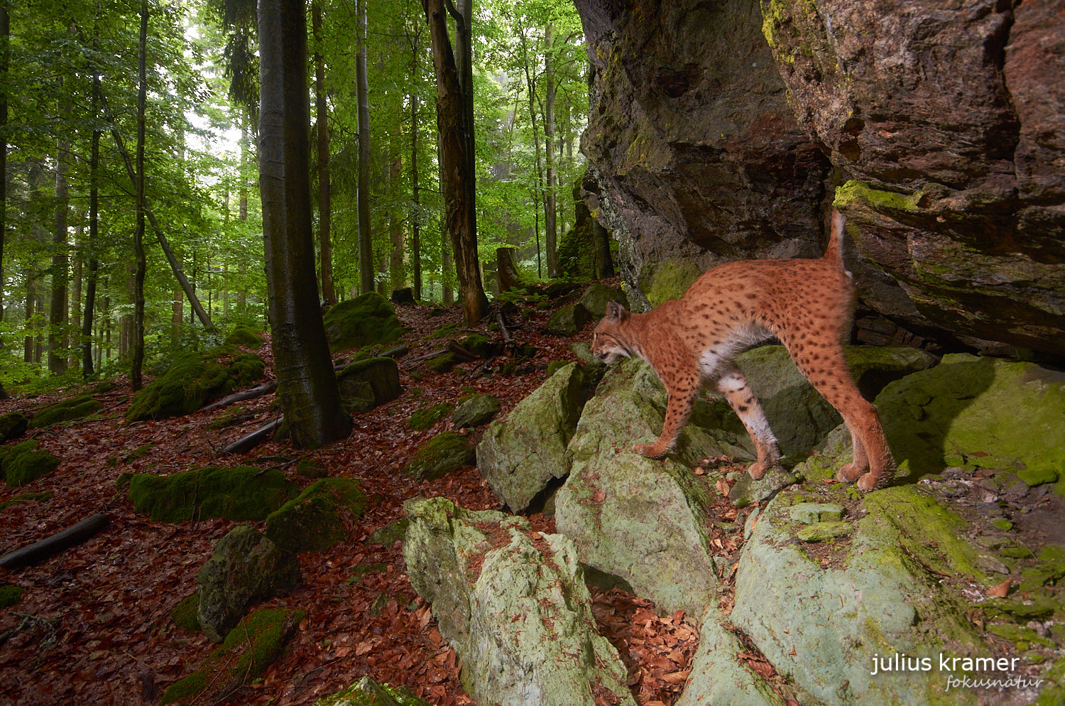 Luchs (Lynx lynx)