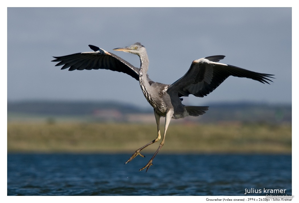 Graureiher (Ardea cinerea)