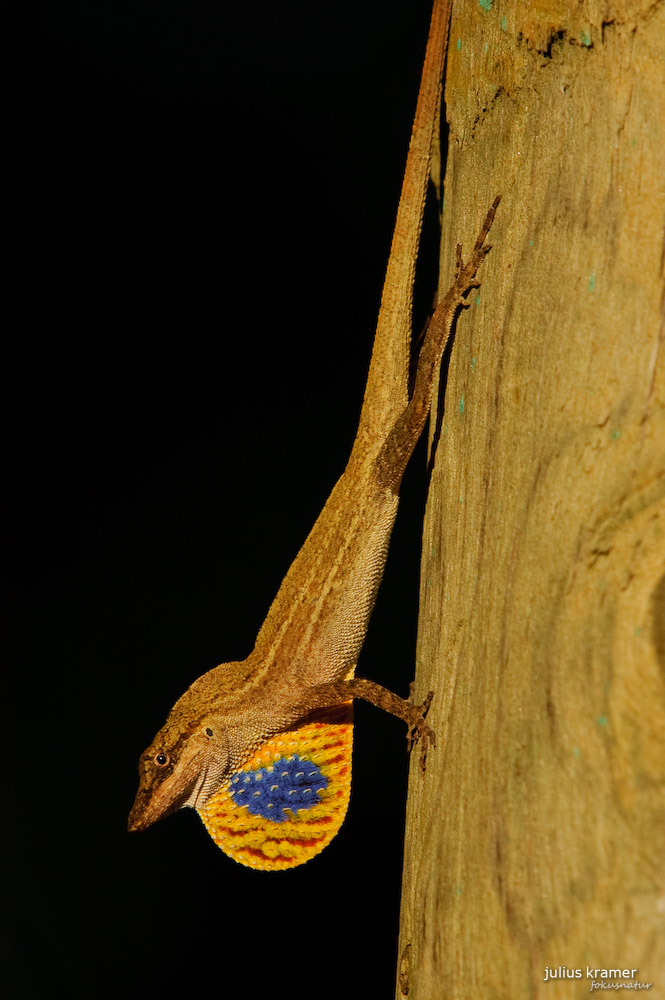 Seidenanolis (Norops sericeus)