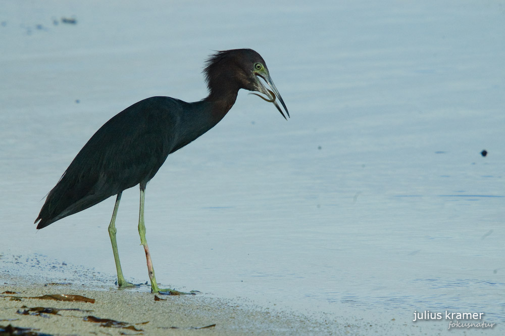 Blaureiher (Egretta caerulea)