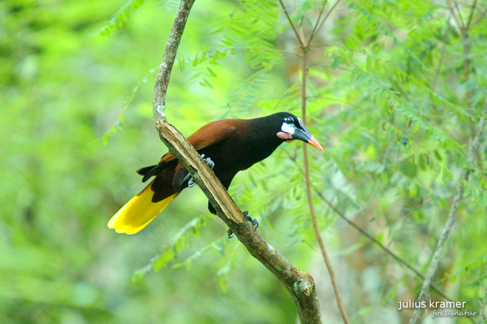 Montezumastirnvogel (Psarocolius montezuma)