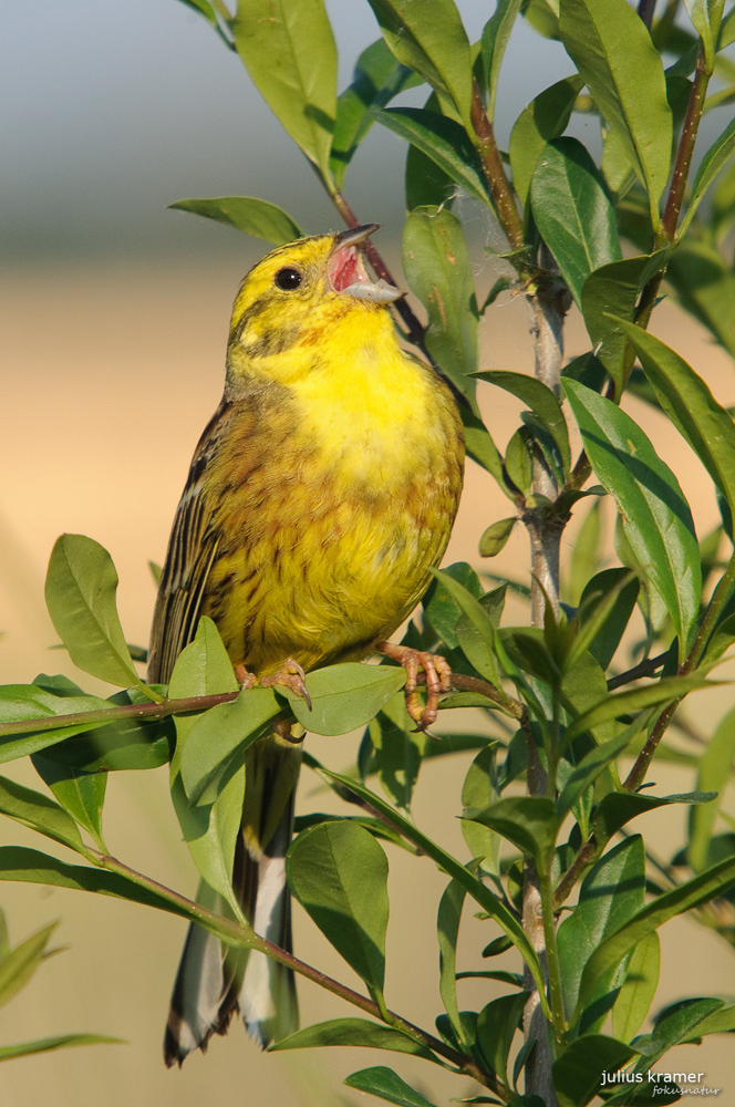 Goldammer (Emberiza citrinella)