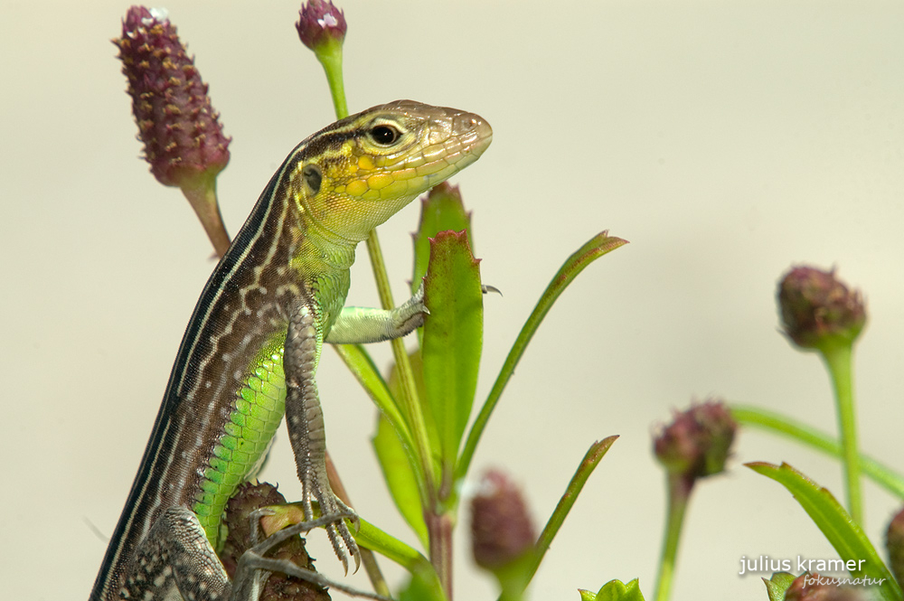 Rennechse (Cnemidophorus lemniscatus)