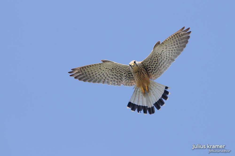 Rüttelnder Turmfalke (Falco tinnunculus)