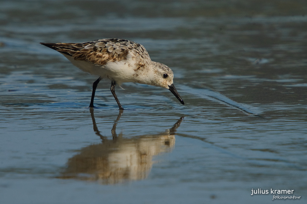 Sanderling (Calidris alba)