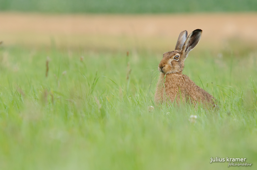 Feldhase (Lepus europaeus)