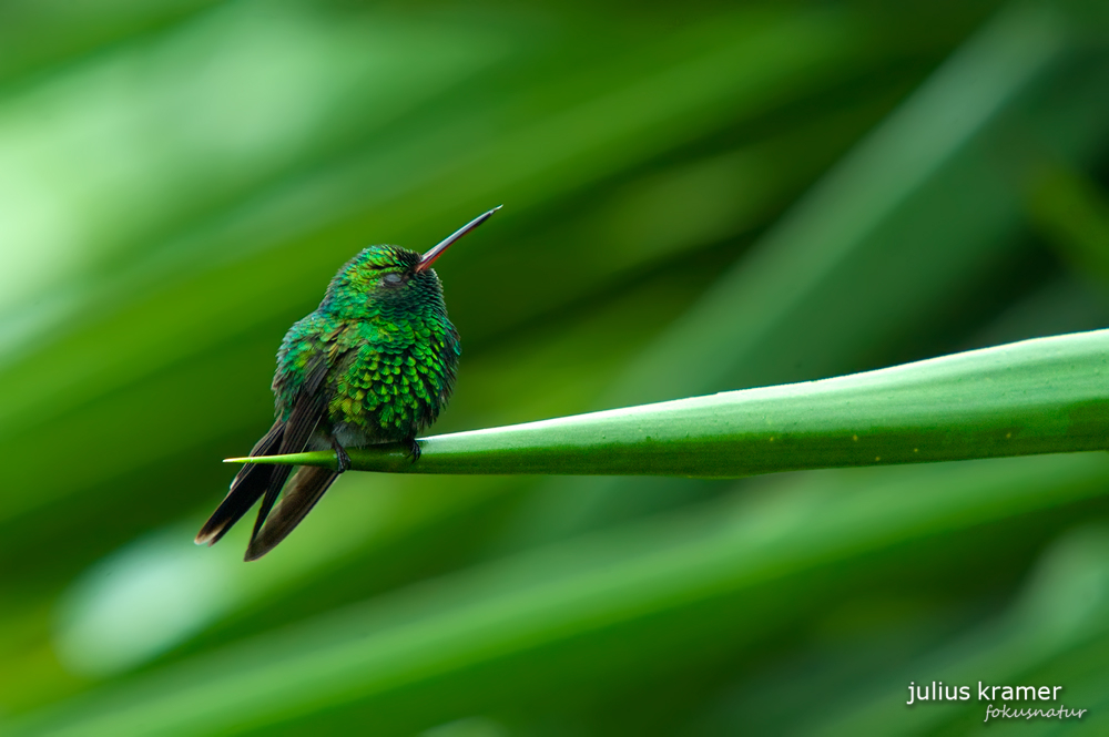 Gabelschwanzkolibri (Chlorostilbon canivetii)