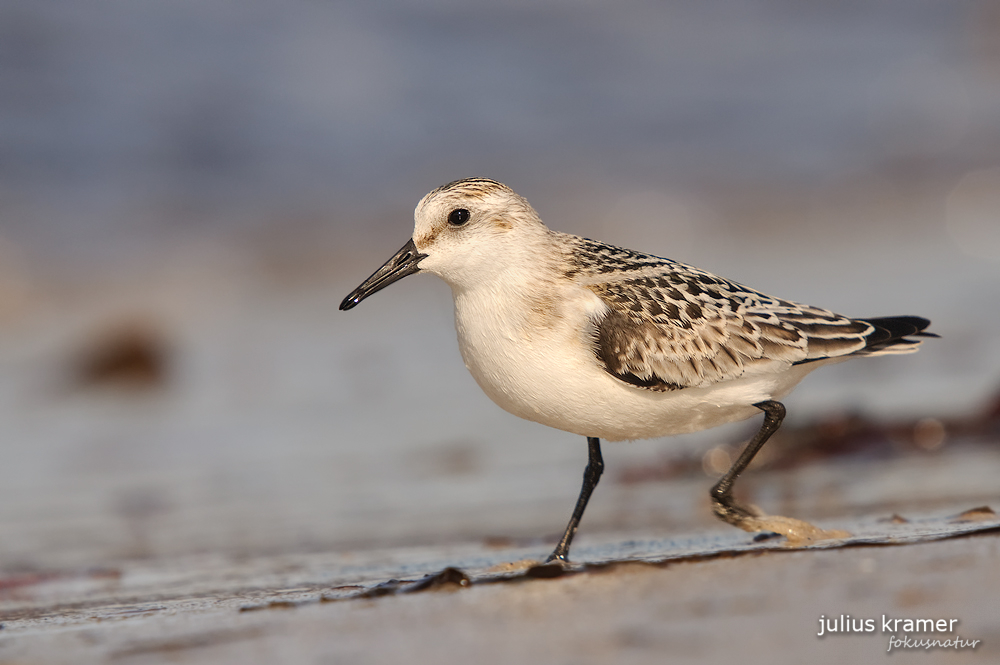 Sanderling (Calidris alba)