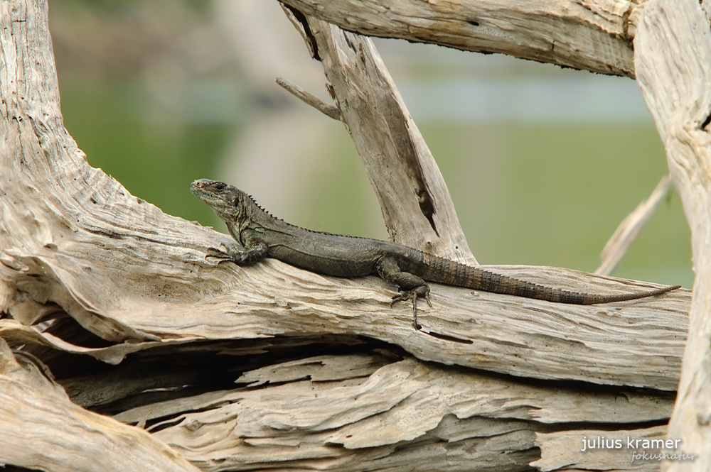 Weiblicher Utila-Leguan