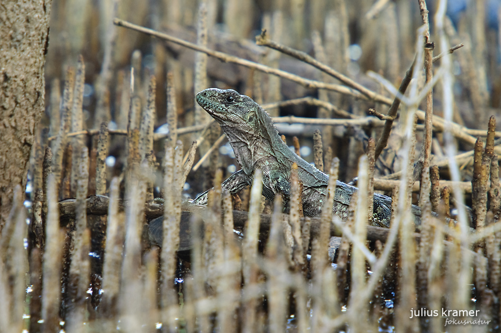 Weiblicher Utila-Leguan