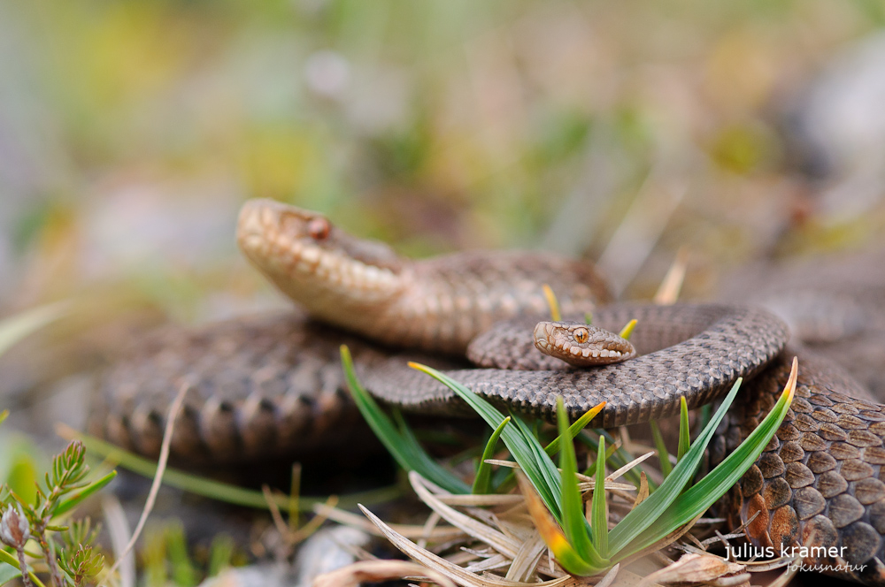 Kreuzotter (Vipera berus)