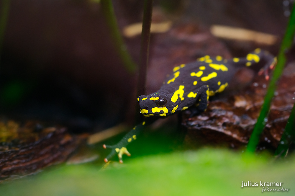 Schwarzkrötchen (Melanophryniscus stelzneri)