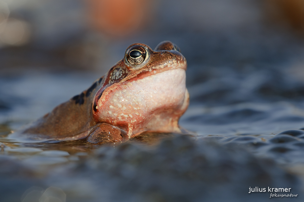 Grasfrosch (Rana temporaria)