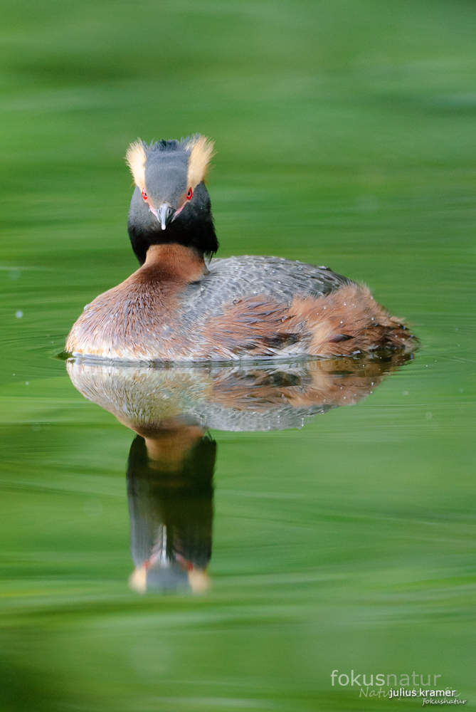 Ohrentaucher (Podiceps auritus)