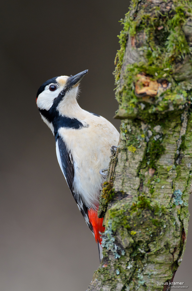 Buntspecht (Dendrocopos major)