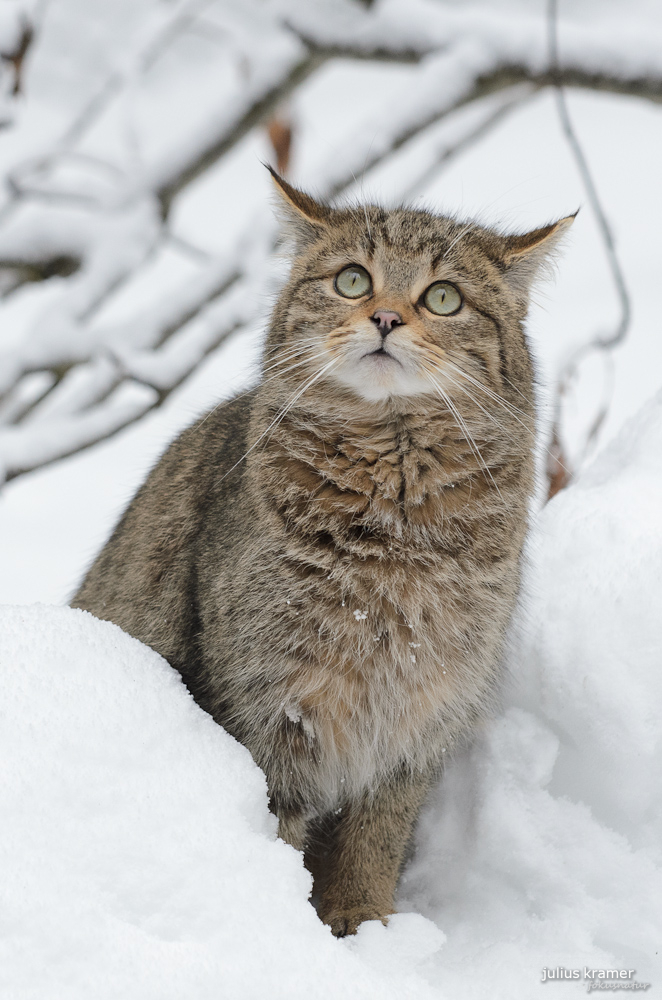 Wildkatze im Winter