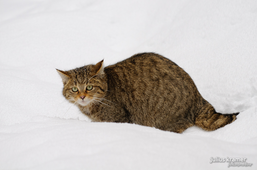 Wildkatze im Tiefschnee