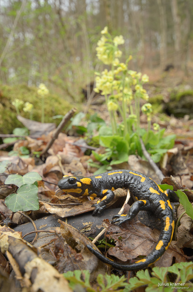 Feuersalamander (Salamandra salamandra)