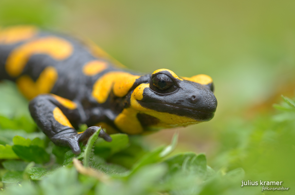 Feuersalamander (Salamandra salamandra)