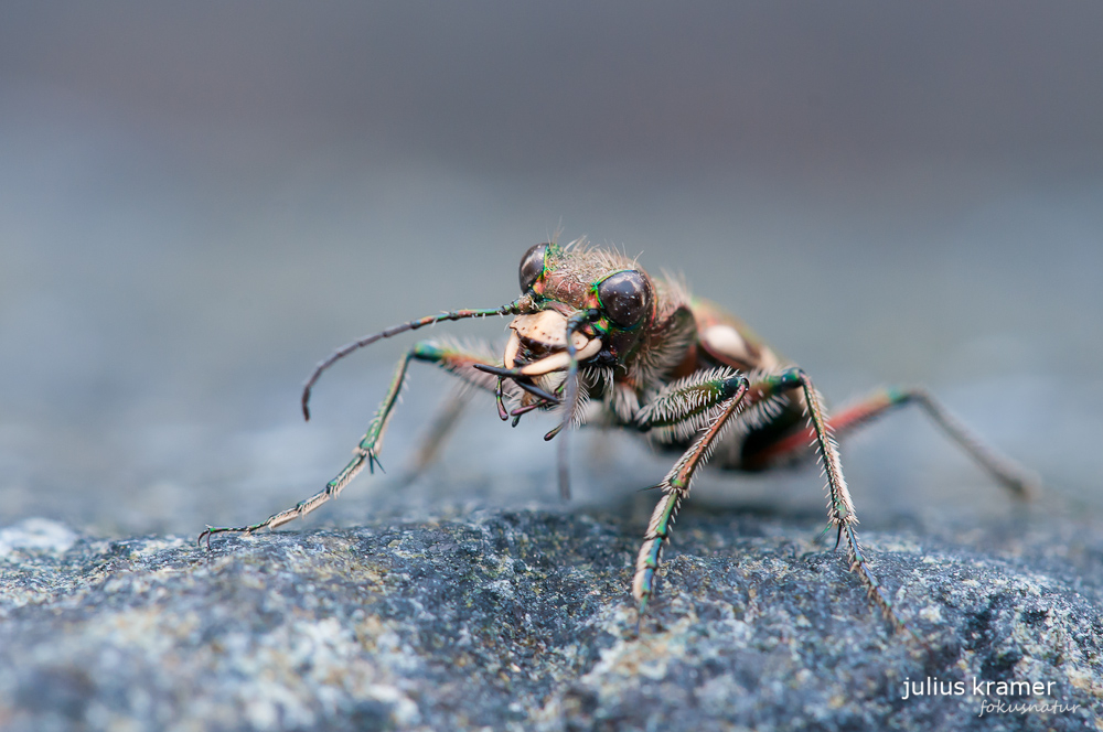 Berg-Sandlaufkäfer (Cicindela sylvicola)