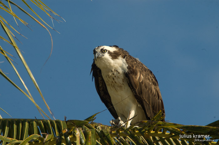 Fischadler (Pandion heliaetus)