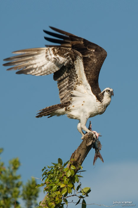 Fischadler (Pandion heliaetus)