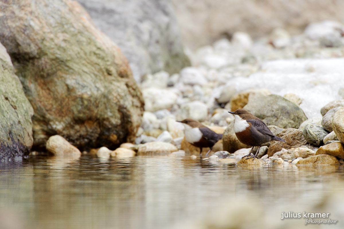 Wasseramsel (Cinclus cinclus)